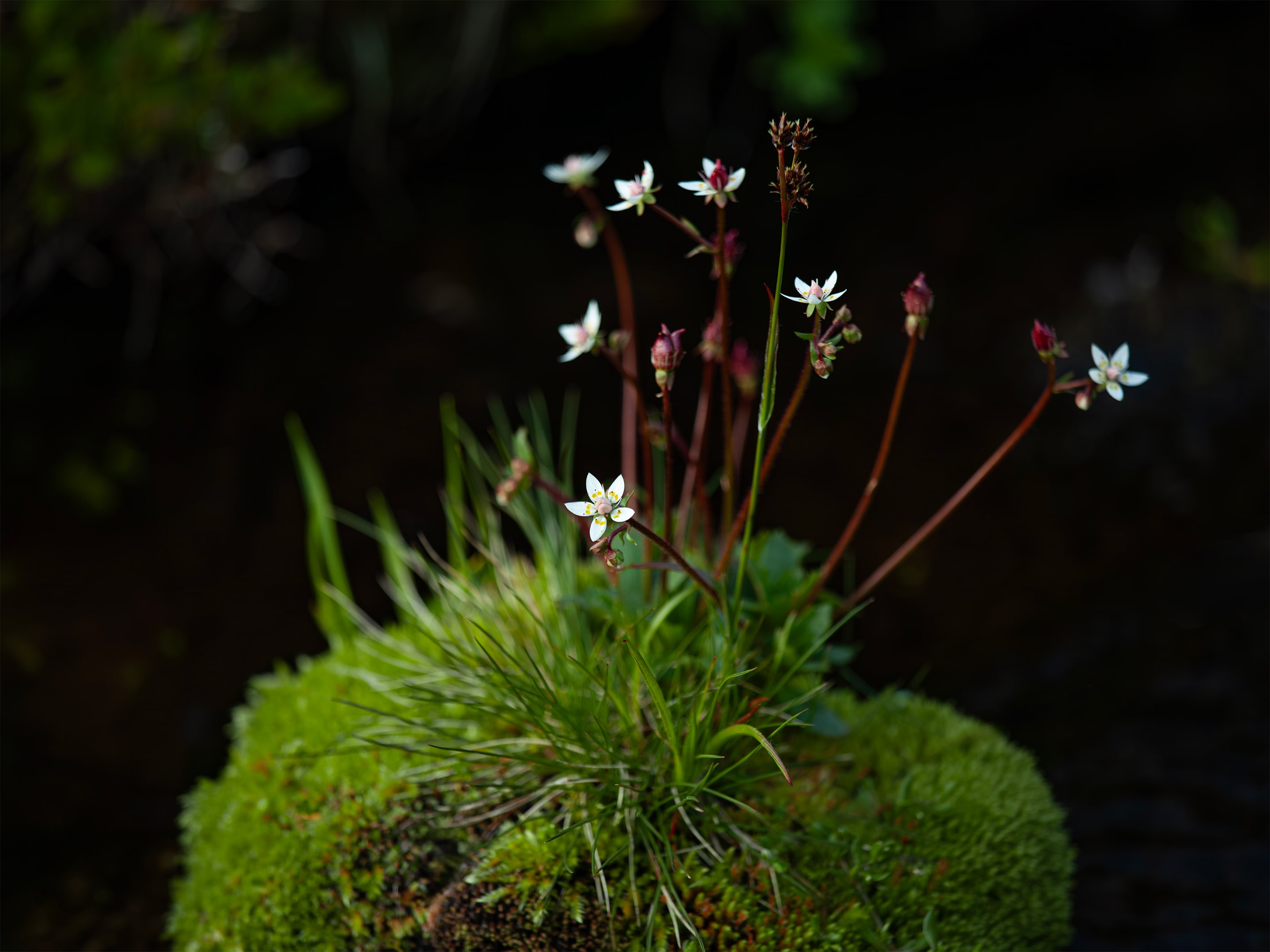 Small white flowers growing among green moss