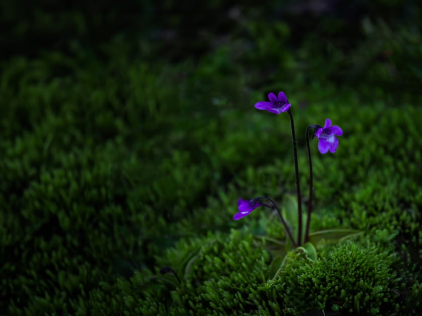 Two violet flowers on slender stems above bright green moss, darkness all around