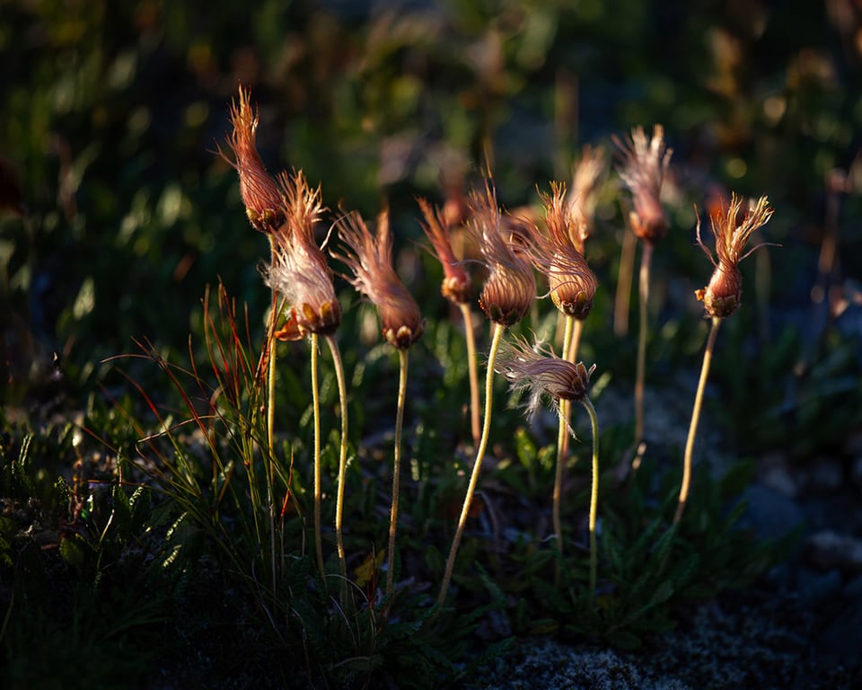 Feathery holtasóley fruiting heads lit by warm light from the side.