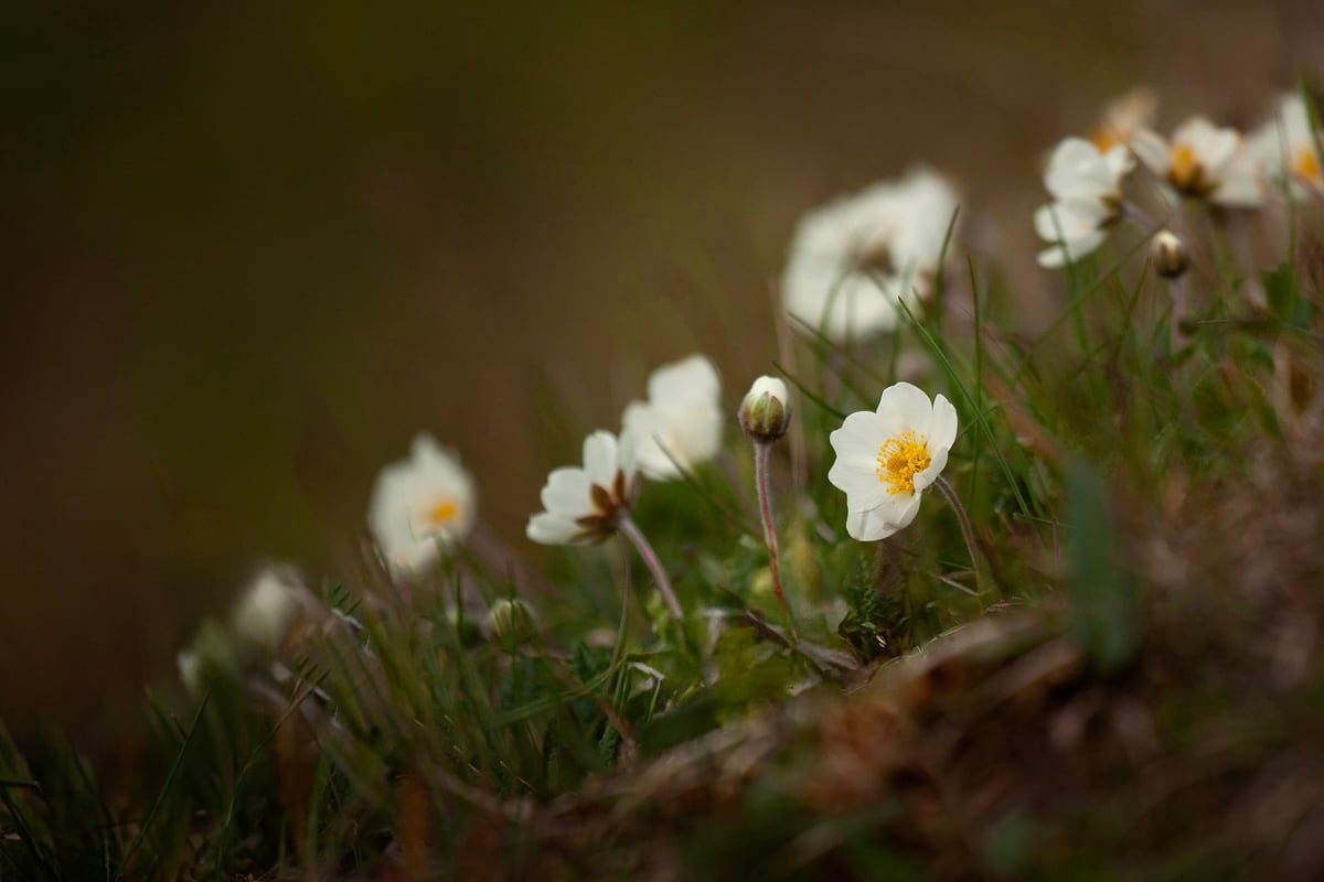 White holtasóley flowers with yellow centres growing low among green vegetation.