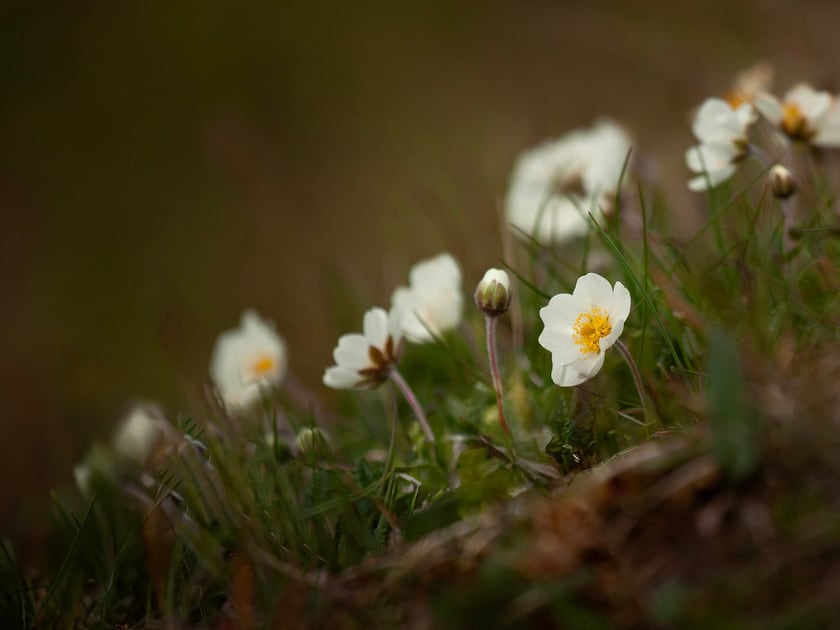White holtasóley flowers with yellow centres growing low among green vegetation.