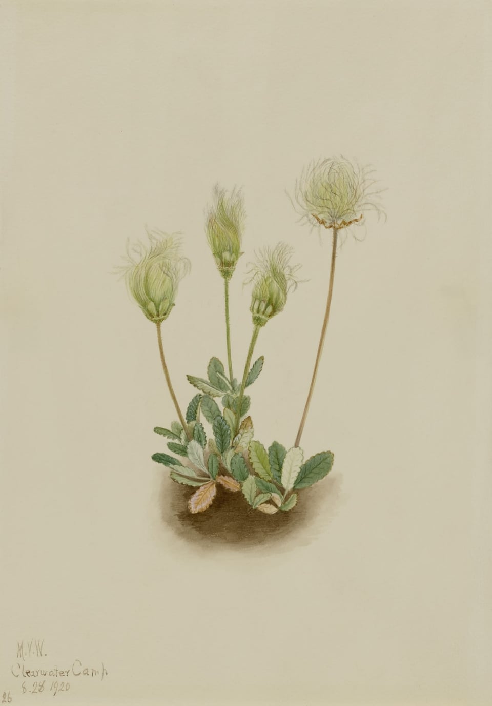 A botanical watercolour: four stems of holtasóley at the fruiting stage, each ending in a soft, plumed seed head, rising from a low cluster of small, toothed leaves against a plain cream background.